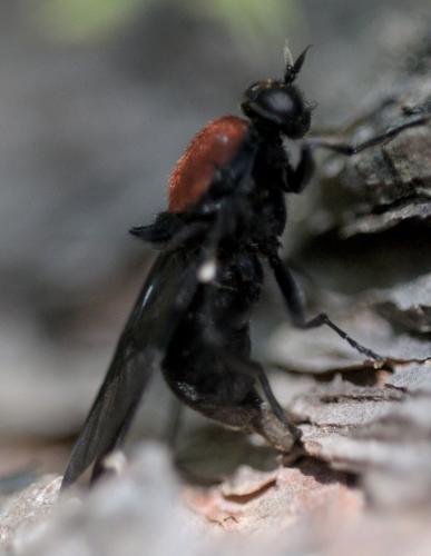 Clitellaria ephippium